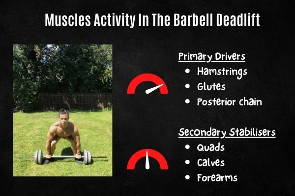 muscles activated in the barbell deadlift