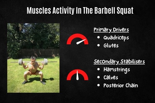 muscles activated in the barbell squat