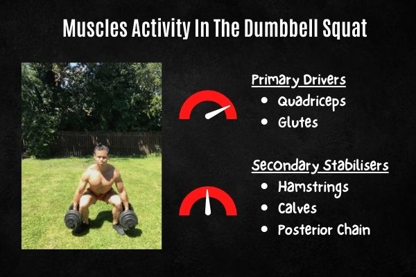 dumbbell squat muscles activated