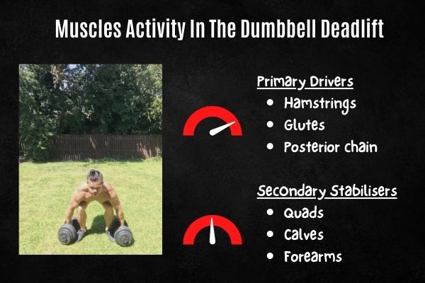 dumbbell deadlift muscles activated