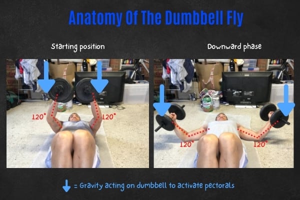 How to do the dumbbell floor fly.