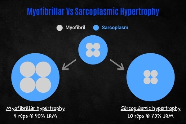 Vary rep ranges to induce myofibrillar and sarcoplasmic hypertrophy.