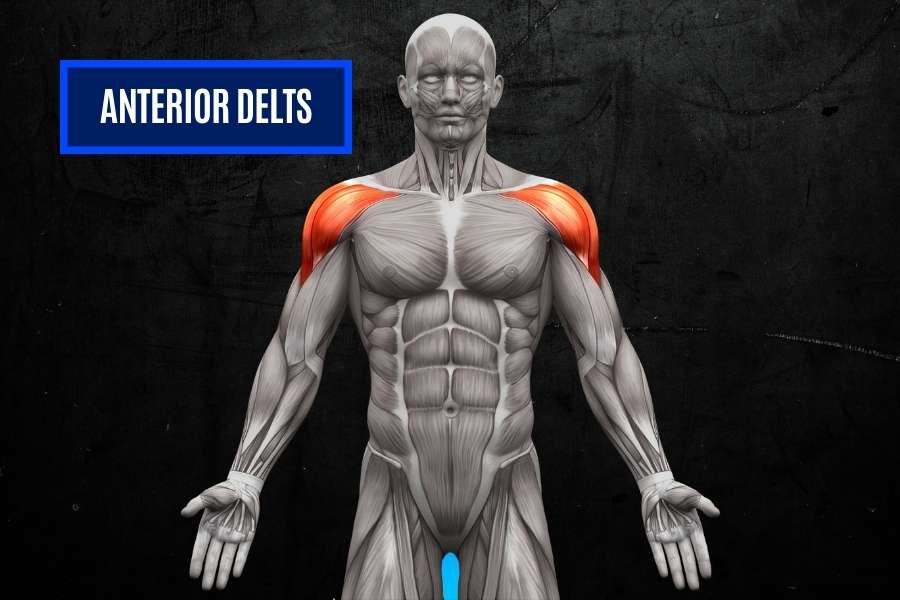 Anterior deltoids for broader shoulders.