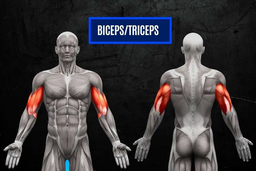 Biceps and triceps are also important for a v-shape torso.