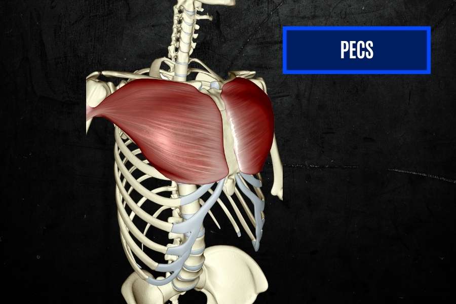 Pectorals give a broad chest.