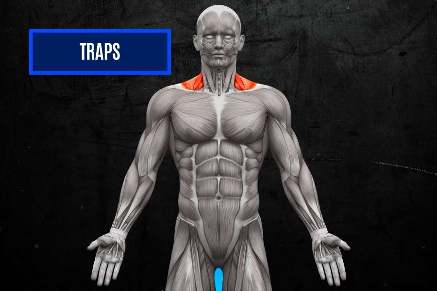 Trapezius adds definition to the upper region of the v-shape.