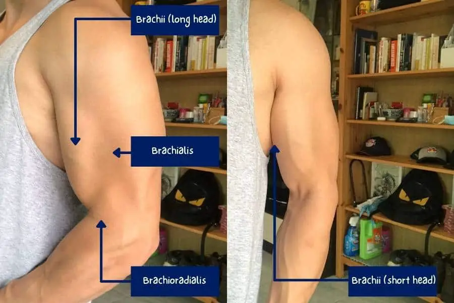 Anatomy and location of biceps brachii, long head, short head, brachialis, and brachioradialis.