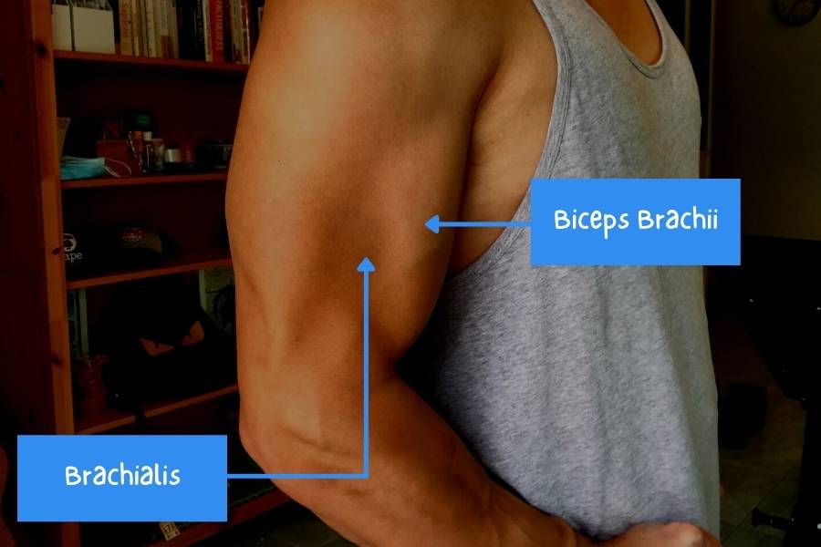 Biceps brachii and brachialis locations and anatomy.
