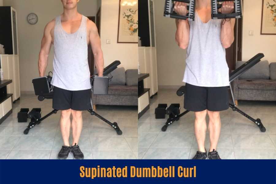 How to do the  supinated dumbbell curl.