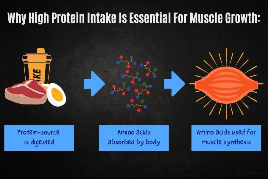 Why a high protein intake is important for gaining 10lbs/5kg of muscle.