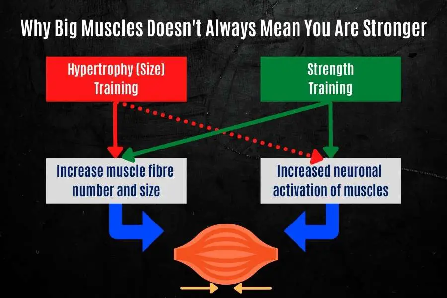 Why big muscles do not mean more strength.
