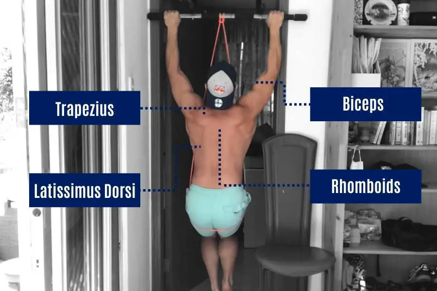 Muscles worked in the assisted banded pull-up.