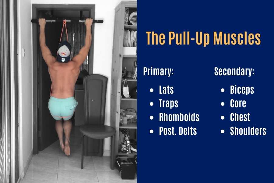 Muscles worked by the resistance banded pull-up.