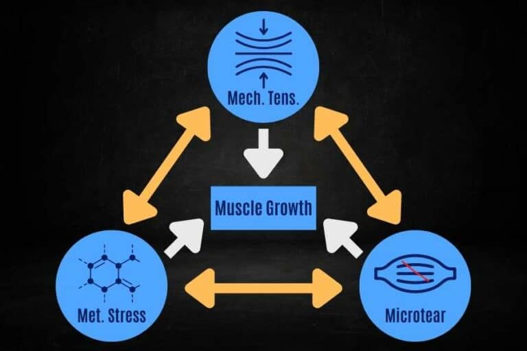 Can You Gain Muscle Without Gym?