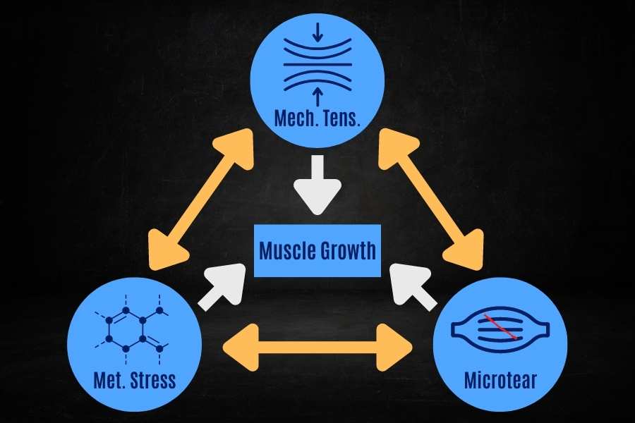 Why it is possible to gain muscle at home without gym equipment.