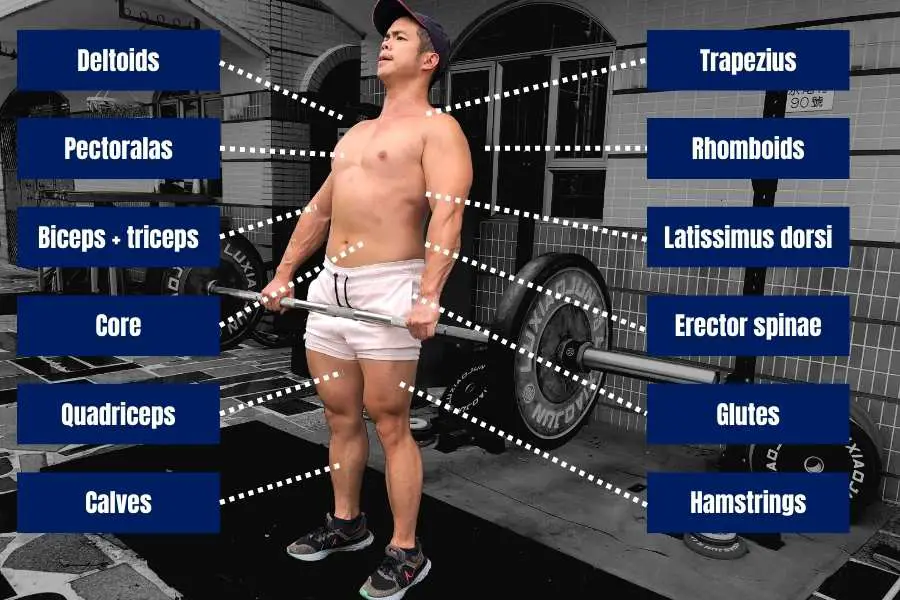 Muscles targeted by deadlifting.