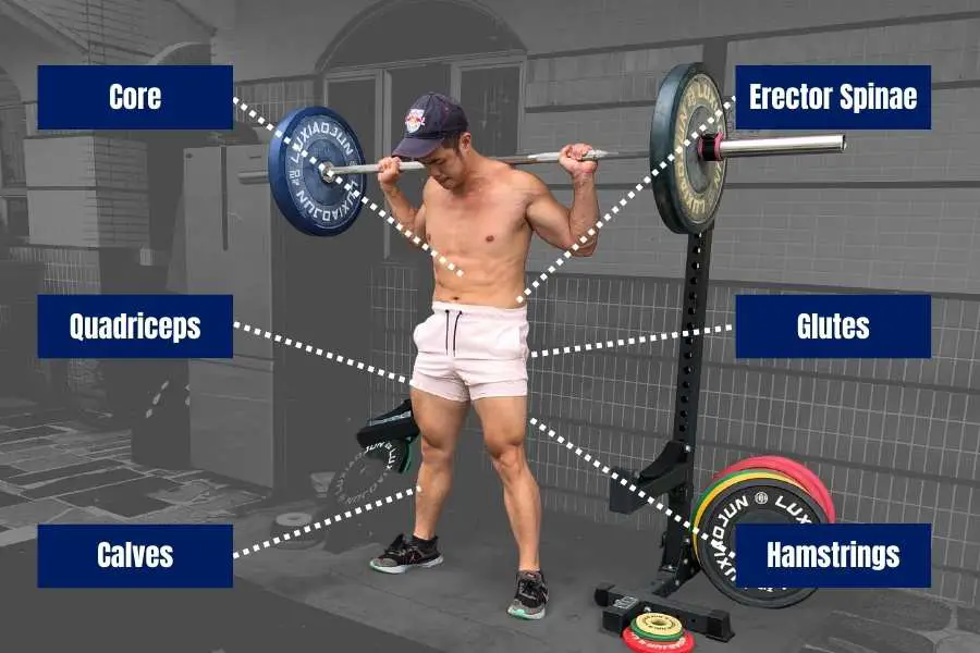 Primary target muscles in the squat.