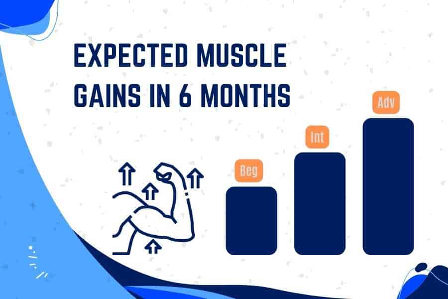 How much muscle you can gain in 6 months.