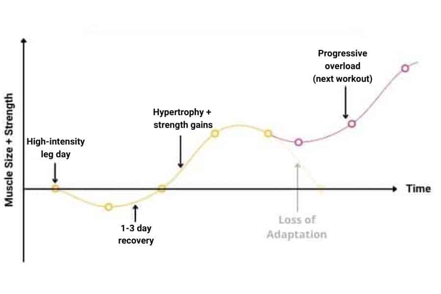 SRA model for muscle recovery shows why a muscle needs time to repair and recover.