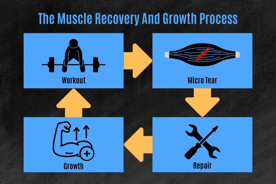 The muscle repair, recovery, and growth process explains why skinny people should not train for too long.