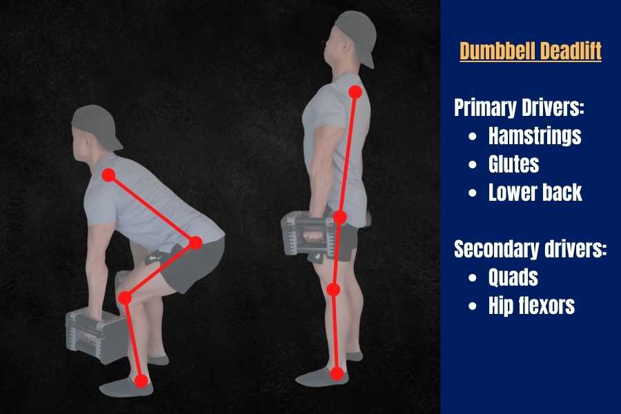 Dumbbell deadlifts are a hip-dominant exercise targeting the hamstrings, glutes, and lower back.
