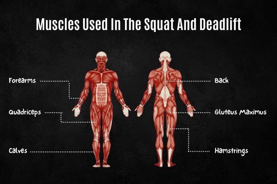 Muscles worked in the dumbbell squat vs deadlift.