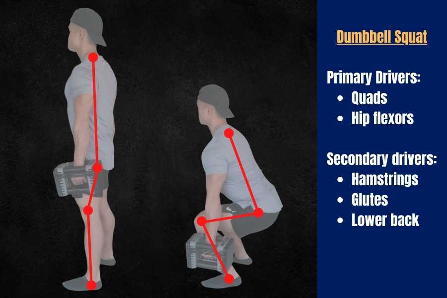 Dumbbell squats are a quad-dominant exercise targeting the quads and hip flexors.
