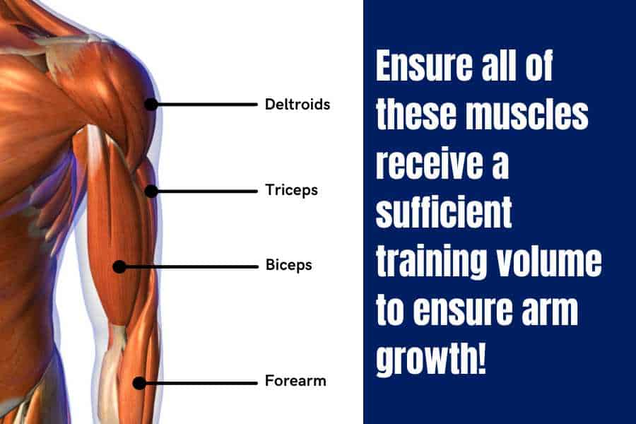 Arm muscle anatomy comprises the biceps, triceps, and deltoids.