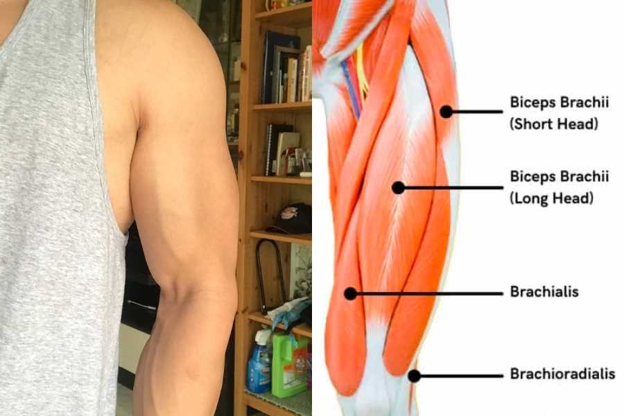 The biceps muscles and why it is important to include multiple exercises.