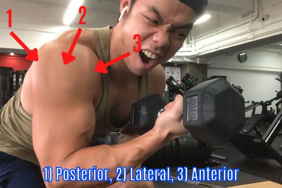 Muscles worked by lateral raises include the posterior, lateral, and anterior deltoids.